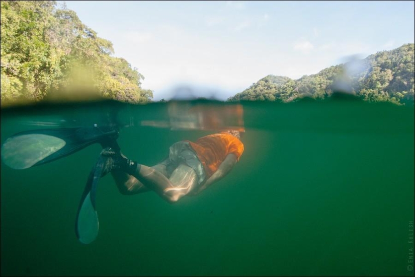 30 pictures of a lake full of jellyfish 30 pictures of a lake full of jellyfish