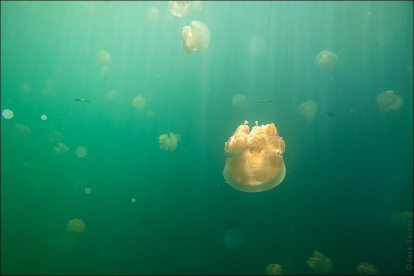 30 pictures of a lake full of jellyfish 30 pictures of a lake full of jellyfish