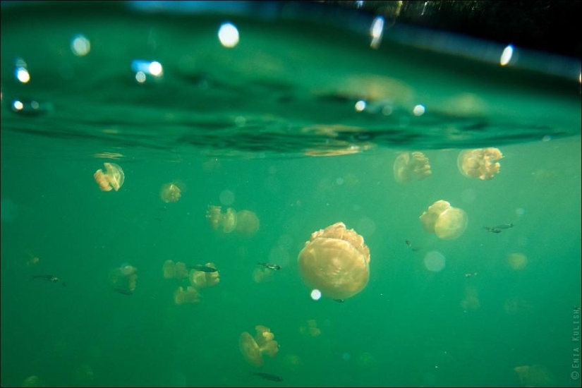 30 pictures of a lake full of jellyfish 30 pictures of a lake full of jellyfish