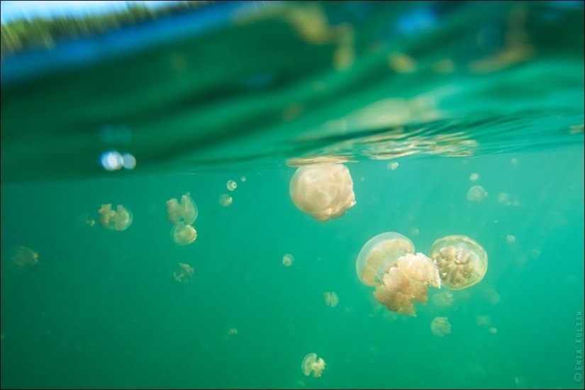 30 pictures of a lake full of jellyfish 30 pictures of a lake full of jellyfish