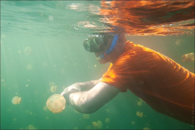 30 pictures of a lake full of jellyfish 30 pictures of a lake full of jellyfish