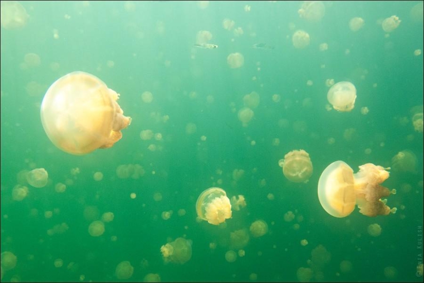 30 pictures of a lake full of jellyfish 30 pictures of a lake full of jellyfish