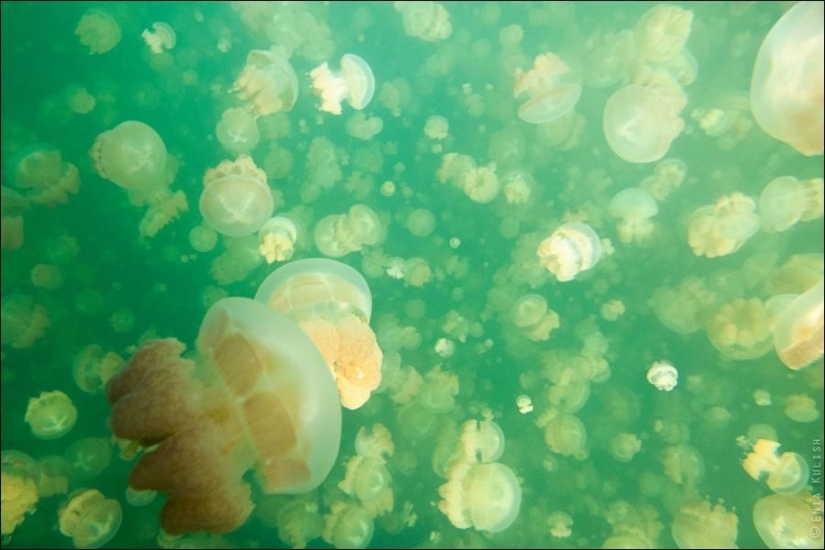 30 pictures of a lake full of jellyfish 30 pictures of a lake full of jellyfish