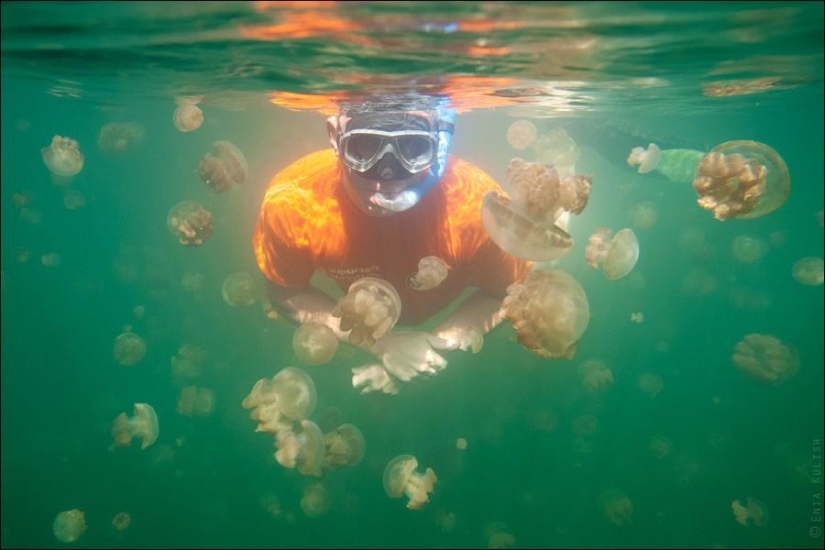 30 pictures of a lake full of jellyfish 30 pictures of a lake full of jellyfish