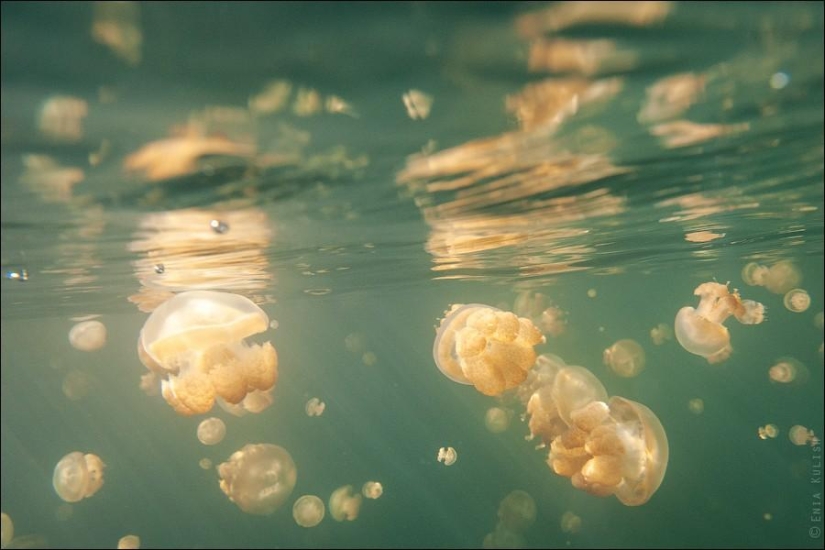 30 pictures of a lake full of jellyfish 30 pictures of a lake full of jellyfish