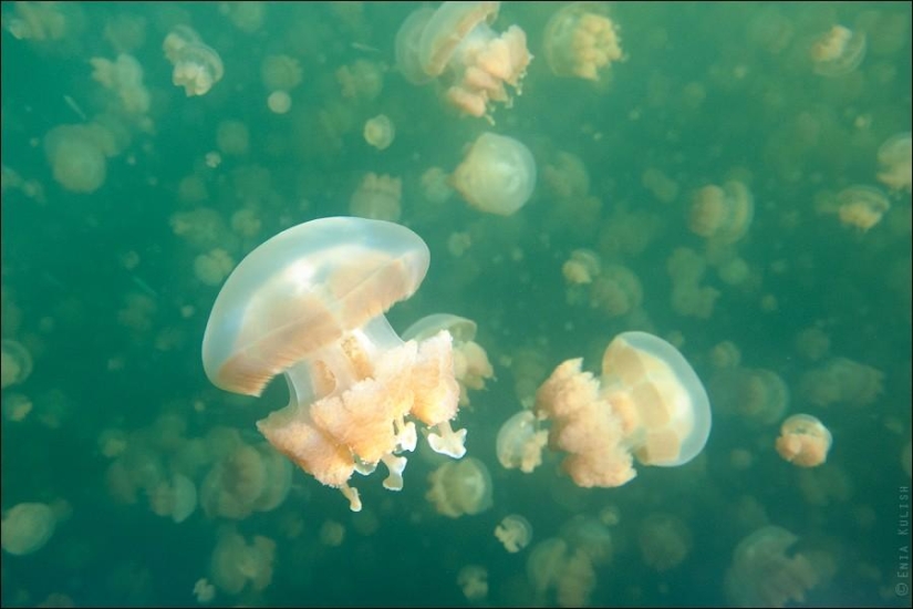 30 pictures of a lake full of jellyfish 30 pictures of a lake full of jellyfish