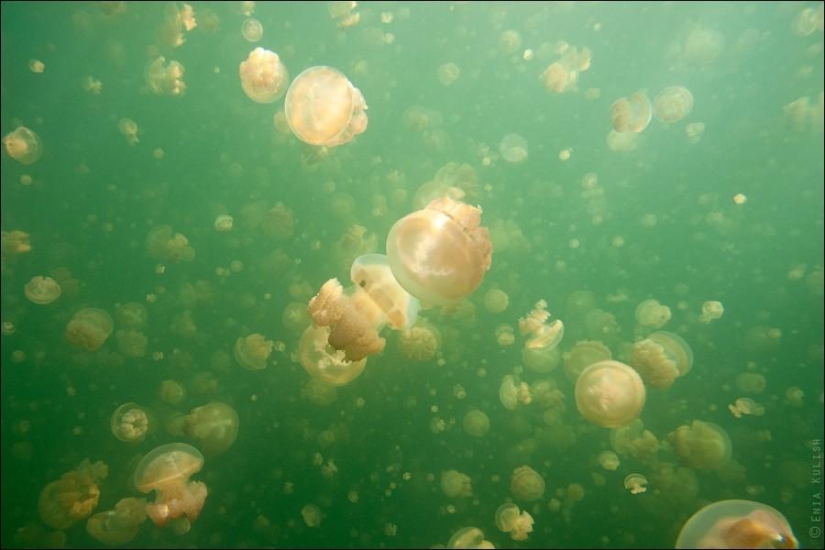 30 pictures of a lake full of jellyfish 30 pictures of a lake full of jellyfish