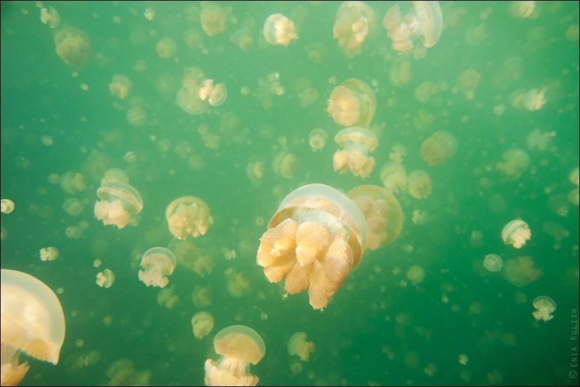 30 pictures of a lake full of jellyfish 30 pictures of a lake full of jellyfish