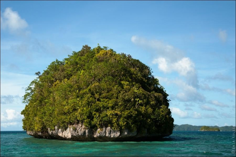 30 pictures of a lake full of jellyfish 30 pictures of a lake full of jellyfish