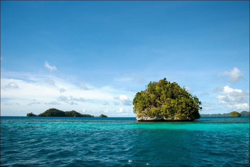30 pictures of a lake full of jellyfish 30 pictures of a lake full of jellyfish