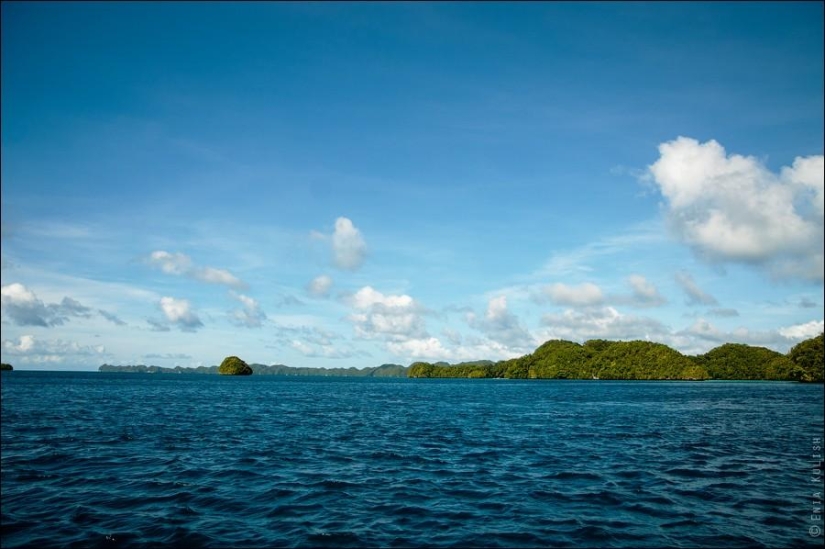 30 pictures of a lake full of jellyfish 30 pictures of a lake full of jellyfish