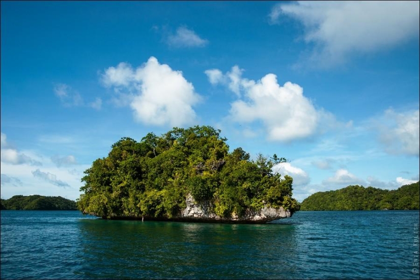 30 pictures of a lake full of jellyfish 30 pictures of a lake full of jellyfish