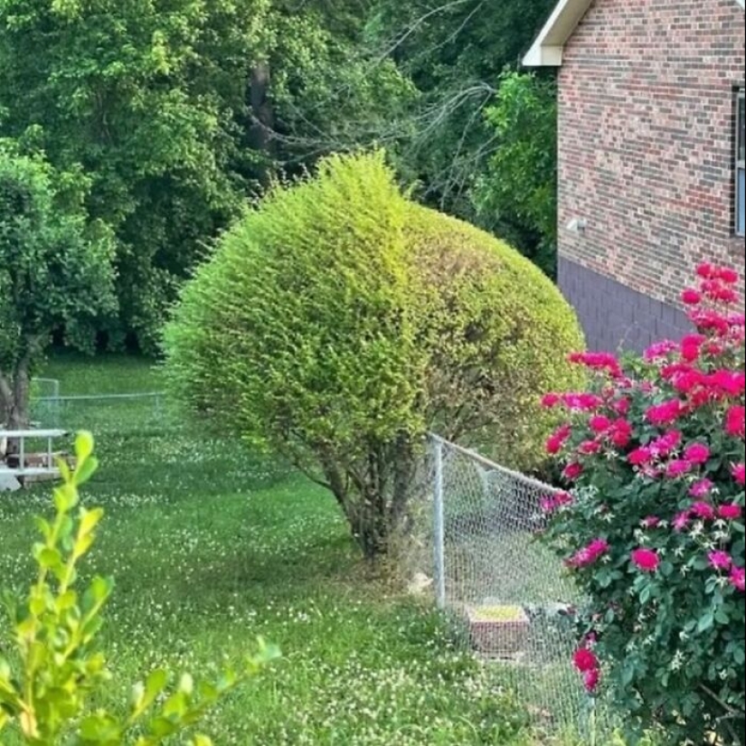 35 Times People Went Out Of Their Way To Make Their Gardens And Yards Unique But Ended Up With These