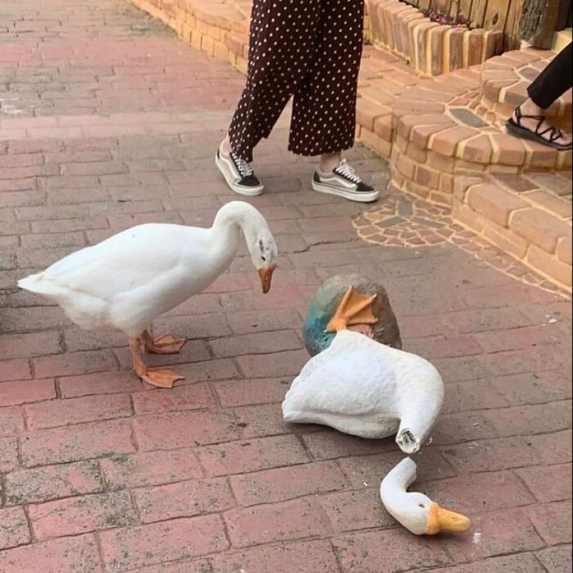 35 Times People Went Out Of Their Way To Make Their Gardens And Yards Unique But Ended Up With These