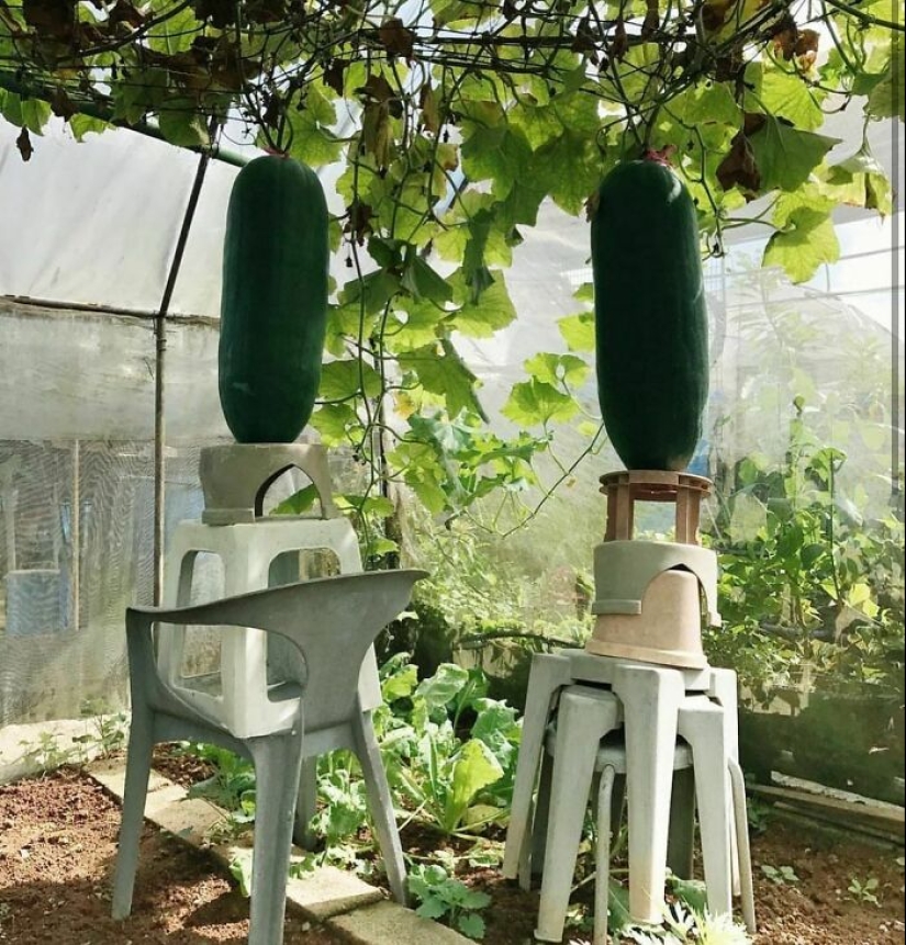 35 Times People Went Out Of Their Way To Make Their Gardens And Yards Unique But Ended Up With These