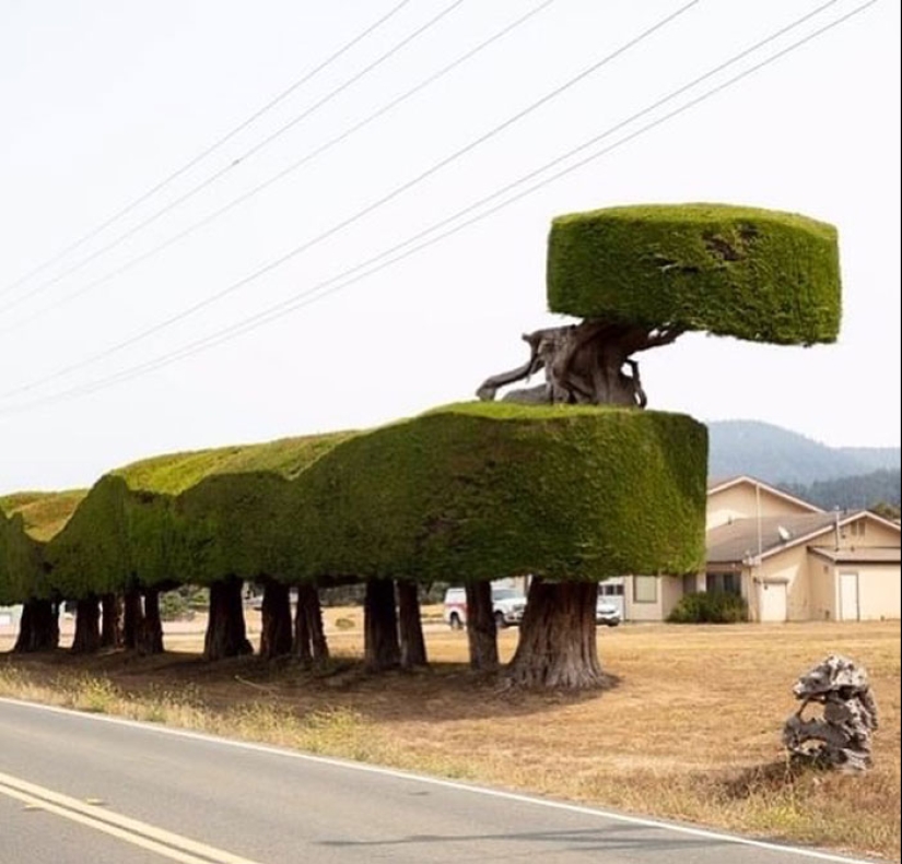 35 Times People Went Out Of Their Way To Make Their Gardens And Yards Unique But Ended Up With These
