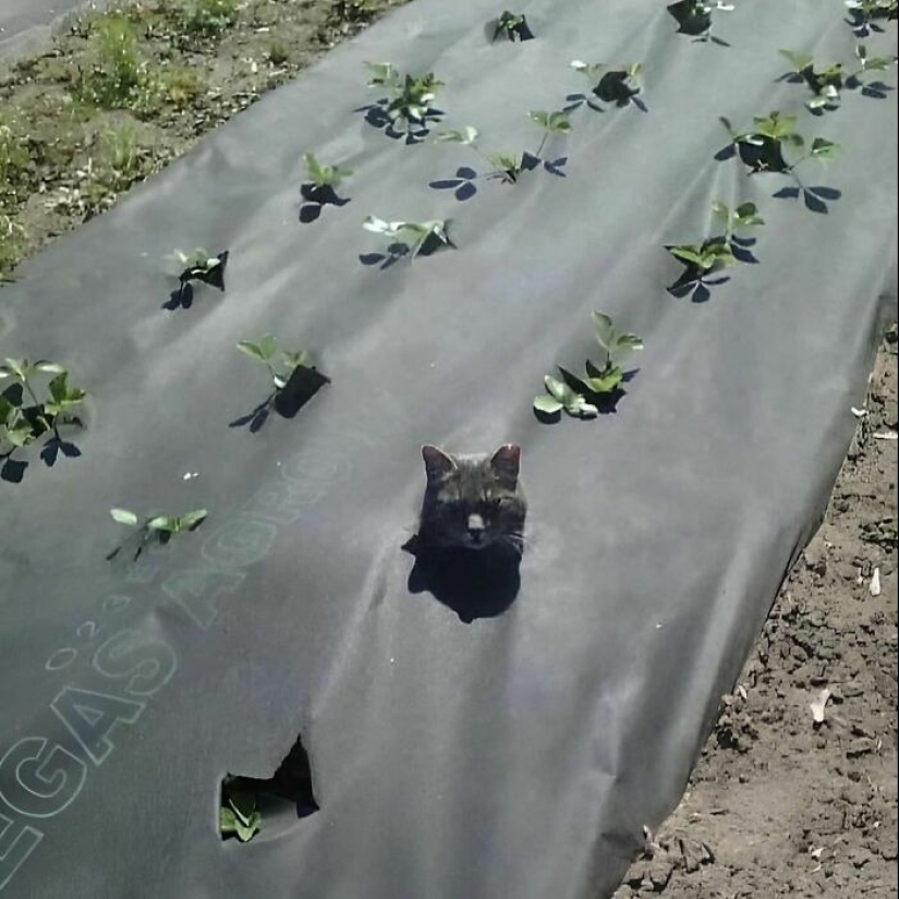 35 Times People Went Out Of Their Way To Make Their Gardens And Yards Unique But Ended Up With These