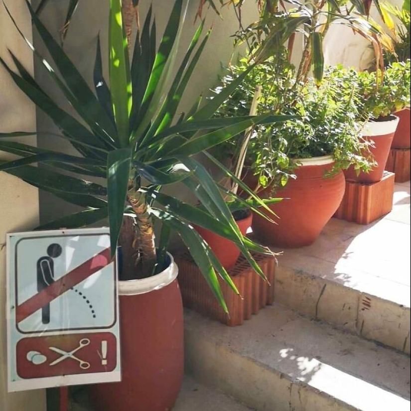 35 Times People Went Out Of Their Way To Make Their Gardens And Yards Unique But Ended Up With These