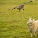 'Get out!': Great skua protects chicks from sheep