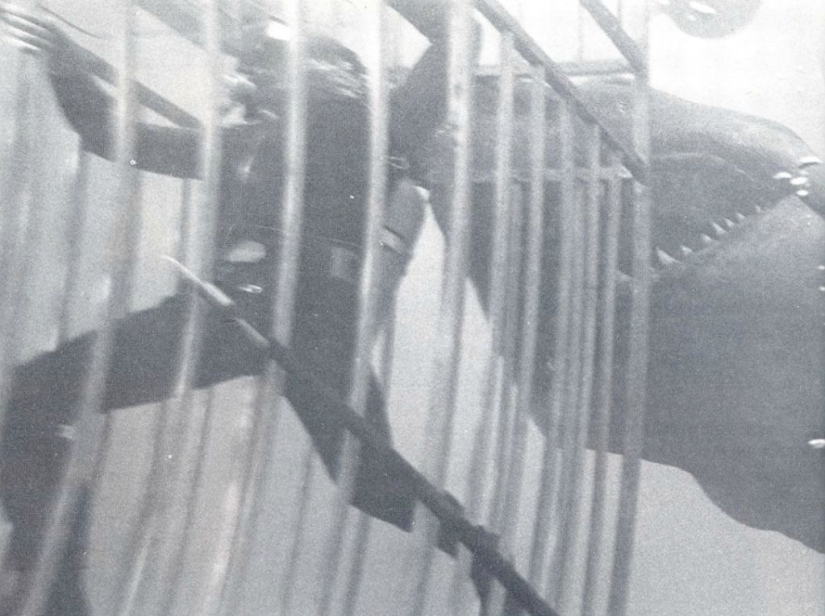 40 Aniversario de Tiburón de Steven Spielberg! [Parte 2]