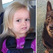 40 people and things whose similarity rolls over