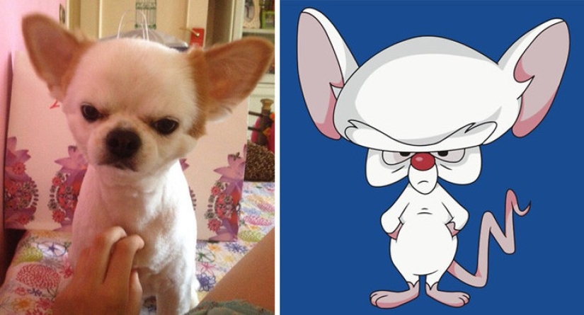 40 people and things whose similarity rolls over