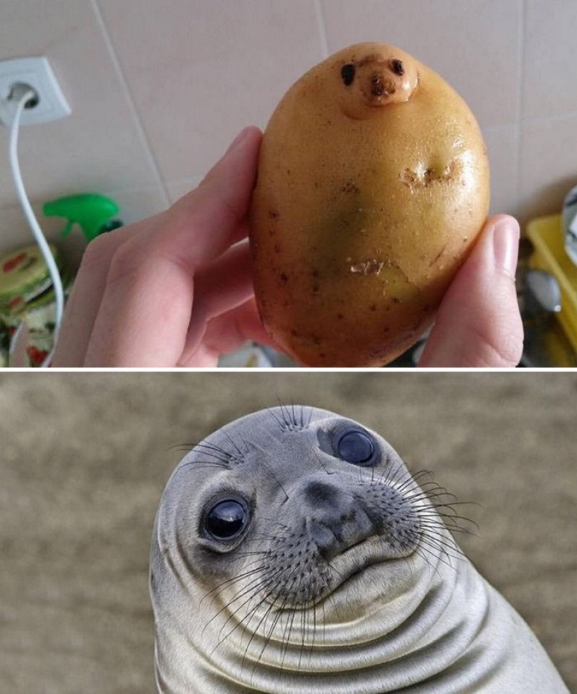 40 people and things whose similarity rolls over