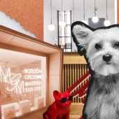 5 razones por las que deberías dejar el cuidado de tu mascota en manos de profesionales