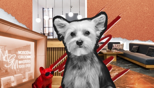 5 razones por las que deberías dejar el cuidado de tu mascota en manos de profesionales