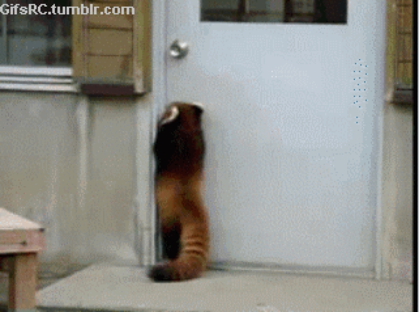 50 Animal Photos You Must See