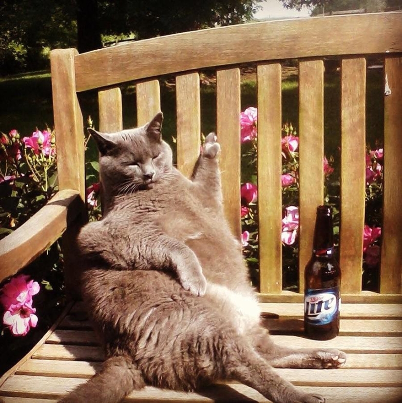 50 fotos de animales que debes ver 50 fotos de animales que debes ver