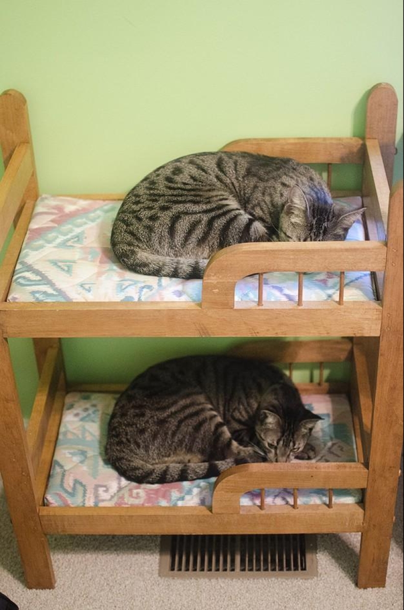 50 fotos de animales que debes ver 50 fotos de animales que debes ver