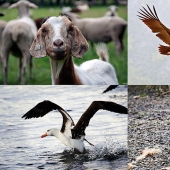 6 animales cuya vida sexual les resultará familiar a los humanos