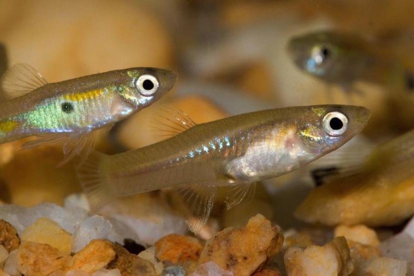 6 animales cuya vida sexual les resultará familiar a los humanos