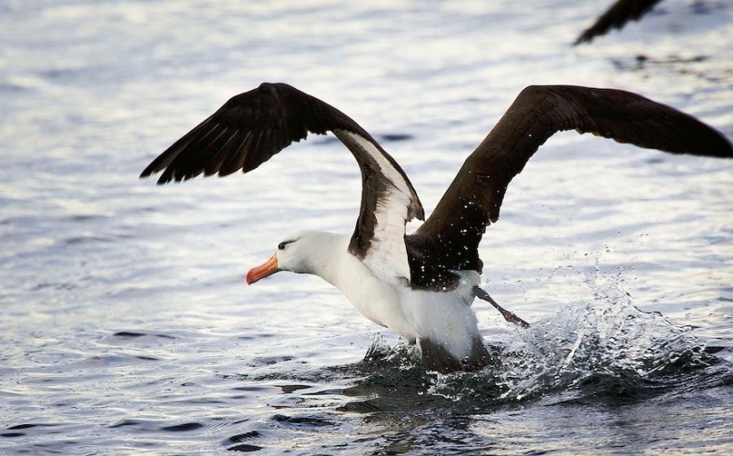 6 animales cuya vida sexual les resultará familiar a los humanos