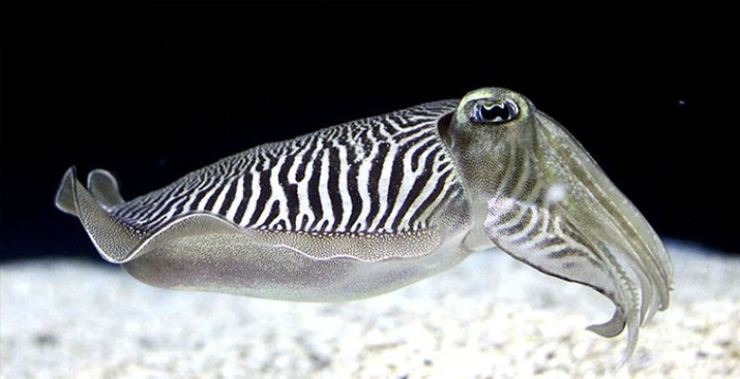 6 animales que pueden cambiar de sexo