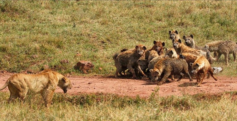 6 animales que pueden cambiar de sexo