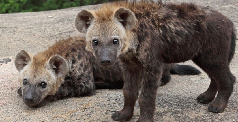 6 animales que pueden cambiar de sexo