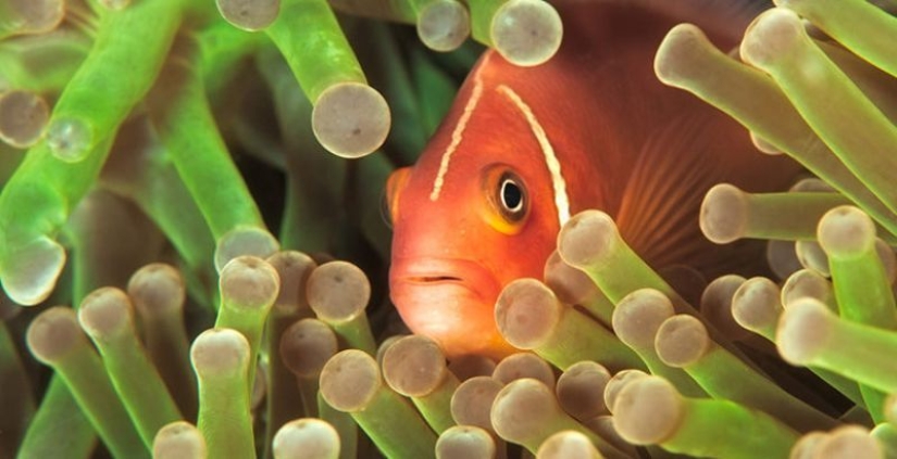 6 animales que pueden cambiar de sexo