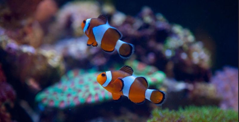 6 animales que pueden cambiar de sexo