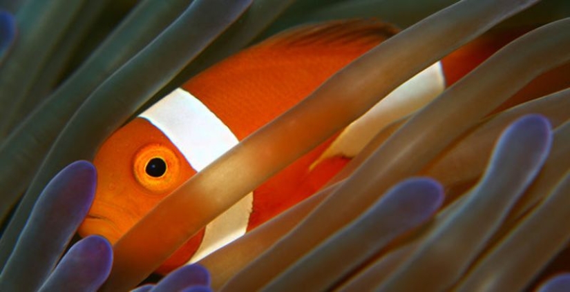 6 animales que pueden cambiar de sexo