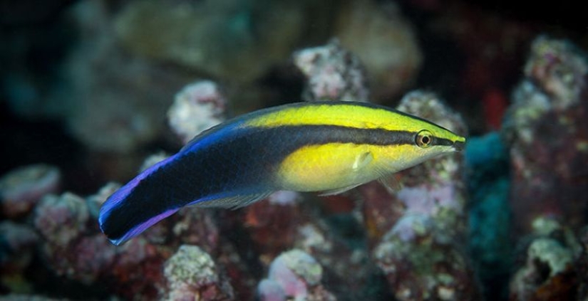 6 animales que pueden cambiar de sexo