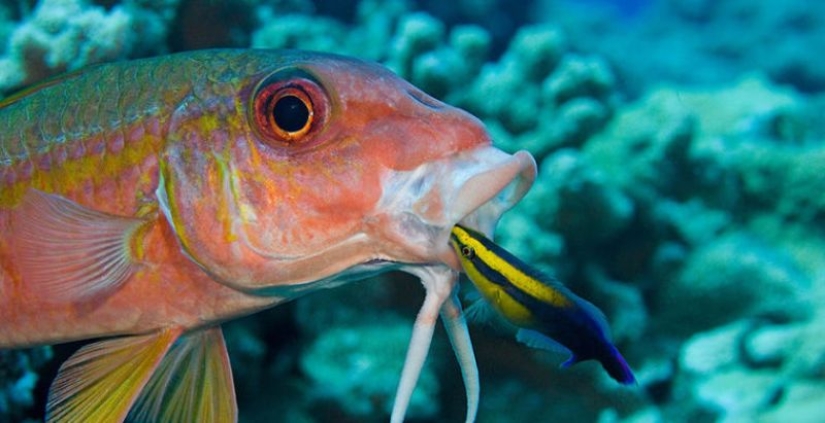 6 animales que pueden cambiar de sexo