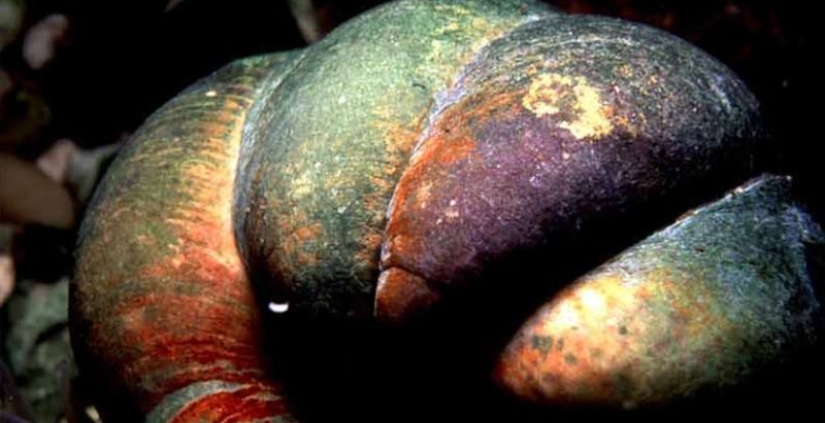 6 animales que pueden cambiar de sexo