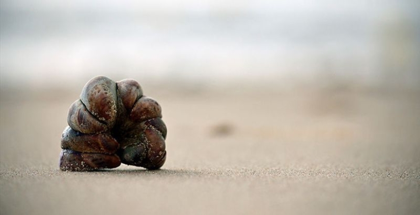 6 animales que pueden cambiar de sexo