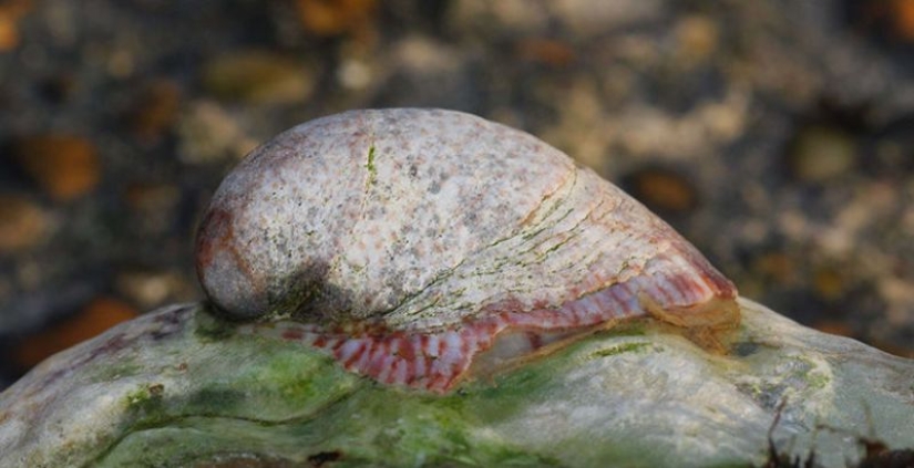 6 animales que pueden cambiar de sexo