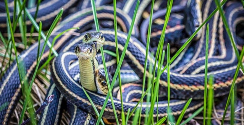 6 animales que pueden cambiar de sexo