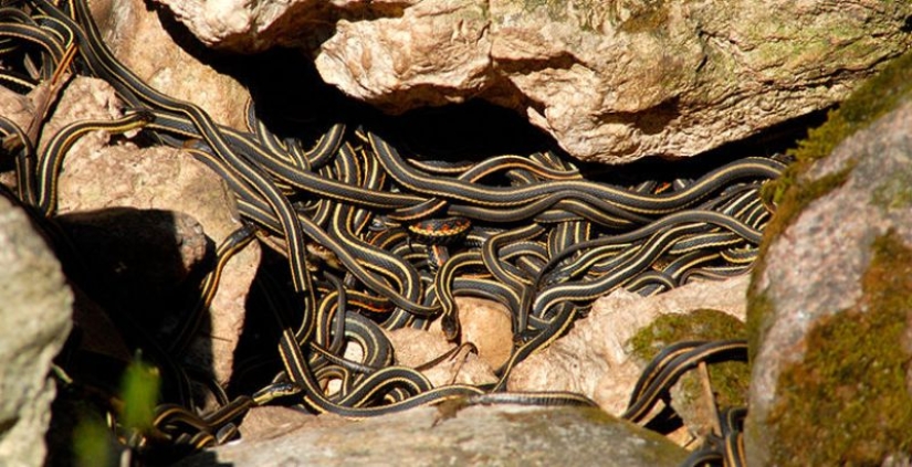 6 animales que pueden cambiar de sexo