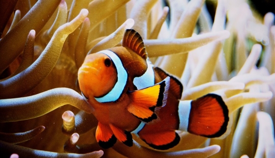 6 animales que pueden cambiar de sexo 6 animales que pueden cambiar de sexo