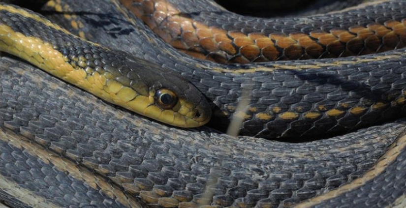 6 animales que pueden cambiar de sexo